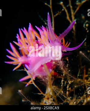 Flabellina affinis - flabellina rose Banque D'Images