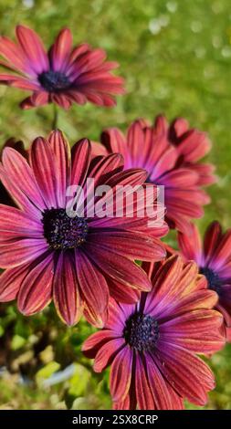 Bourgogne et violette belle fleur dans le jardin Banque D'Images