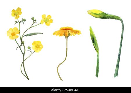 Collection d'illustrations de fleurs sauvages. Camomille, papillons, jonquilles. Aquarelle isolée dessinée à la main sur fond blanc. Illustration botanique Banque D'Images