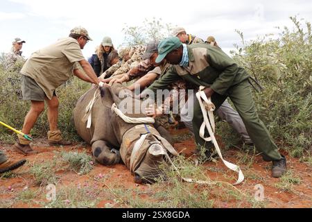 Opération d'écorçage des rhinocéros dans une ferme privée de la province du Limpopo en Afrique du Sud comme mesure anti-braconnage pour protéger ces animaux menacés. Banque D'Images