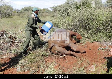 Opération d'écorçage des rhinocéros dans une ferme privée de la province du Limpopo en Afrique du Sud comme mesure anti-braconnage pour protéger ces animaux menacés. Banque D'Images