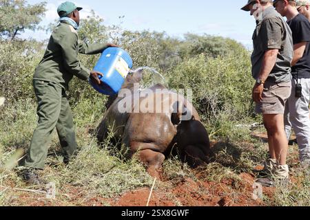 Opération d'écorçage des rhinocéros dans une ferme privée de la province du Limpopo en Afrique du Sud comme mesure anti-braconnage pour protéger ces animaux menacés. Banque D'Images