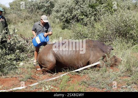 Opération d'écorçage des rhinocéros dans une ferme privée de la province du Limpopo en Afrique du Sud comme mesure anti-braconnage pour protéger ces animaux menacés. Banque D'Images