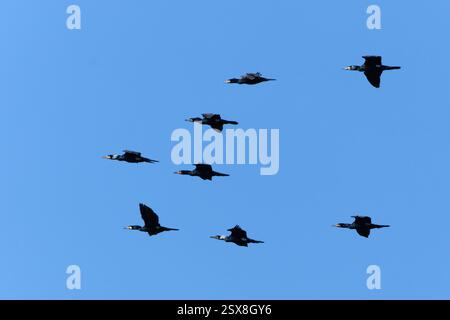 Troupeau d'oiseaux volant dans le ciel. Silhouettes d'oiseaux visibles. Phalacrocorax carbo aka Grand cormoran. Banque D'Images