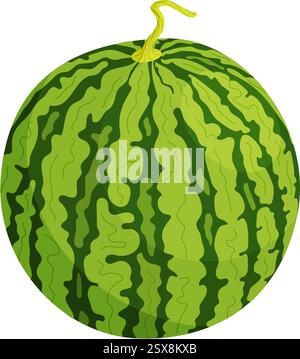 Vecteur vert frais pastèque entière. Pastèque mûre de dessin animé. Dessiné à la main style plat à la mode fruit isolé dessert naturel biologique, illustration de fruits d'été juteux rouge doux et sain Illustration de Vecteur