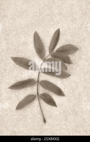 Image de sépia de feuille pliante de Rowan ou de frêne de montagne ou Sorbus aucuparia couché sur du papier antique Banque D'Images