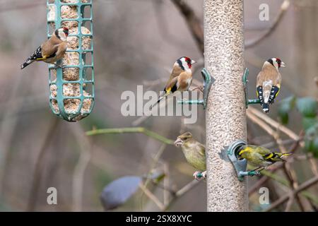 Plusieurs pinsons différents mangeant des graines de tournesol sur des mangeoires d'oiseaux en hiver, Angleterre, Royaume-Uni. Goldfinch, greenfinch et siskin Banque D'Images