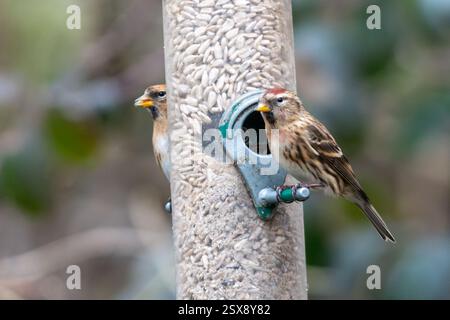Redpoll (Acanthis flammea), deux oiseaux redpoll sur une mangeoire d'oiseaux pendant l'hiver, Angleterre, Royaume-Uni Banque D'Images