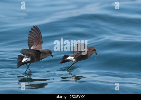 Wilson's Storm-Petrel (Oceanites oceanicus), en vol, Océan Pacifique, au large des côtes du Pérou, octobre Banque D'Images