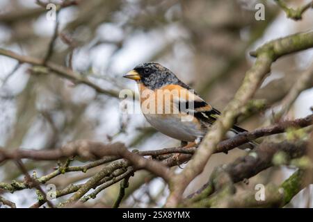 Brambling (Fringilla montifringilla), un oiseau passereau de la famille des finch, perché dans un arbre à la fin de l'hiver, Angleterre, Royaume-Uni Banque D'Images