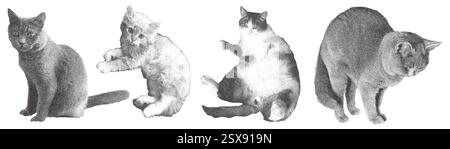 Collage de chats demi-teintes dans différentes poses. Effet stipple photocopie. Illustration de Vecteur