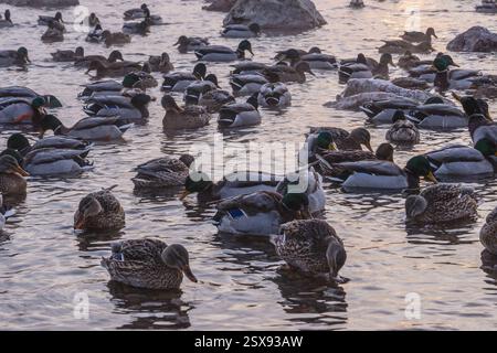 Une scène merveilleusement tranquille représentant de nombreux canards flottant paisiblement ensemble sur une surface d'eau sereine à l'aube Banque D'Images