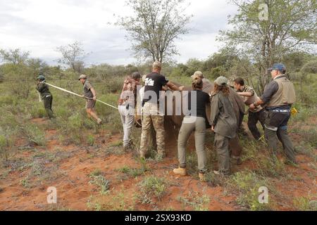 Opération d'écorçage des rhinocéros dans une ferme privée de la province du Limpopo en Afrique du Sud comme mesure anti-braconnage pour protéger ces animaux menacés. Banque D'Images