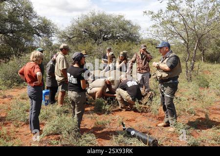 Opération d'écorçage des rhinocéros dans une ferme privée de la province du Limpopo en Afrique du Sud comme mesure anti-braconnage pour protéger ces animaux menacés. Banque D'Images