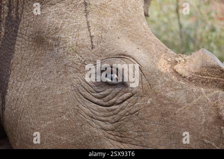 Opération d'écorçage des rhinocéros dans une ferme privée de la province du Limpopo en Afrique du Sud comme mesure anti-braconnage pour protéger ces animaux menacés. Banque D'Images