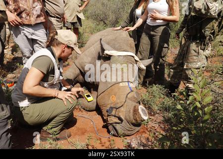 Opération d'écorçage des rhinocéros dans une ferme privée de la province du Limpopo en Afrique du Sud comme mesure anti-braconnage pour protéger ces animaux menacés. Banque D'Images