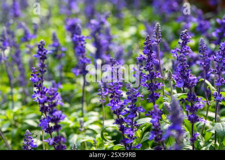 Salvia farinacea fleurissant dans le jardin. Belles fleurs violettes. concept de fond de fleur Banque D'Images