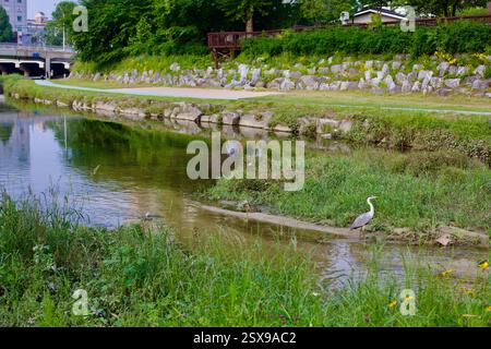 Daejeon, Corée du Sud - 28 mai 2021 : un héron gris se dresse au bord du ruisseau Gapcheon, entouré d'une végétation luxuriante, avec une passerelle piétonne et Banque D'Images