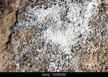 Gros plan d'une croûte de sel blanche se formant sur une terre sèche et fissurée, un dépôt minéral naturel dans un environnement aride et altéré Banque D'Images