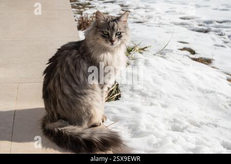 Adorable jeune chat sibérien assis sur la terrasse de la maison par le jardin des neiges en hiver Banque D'Images