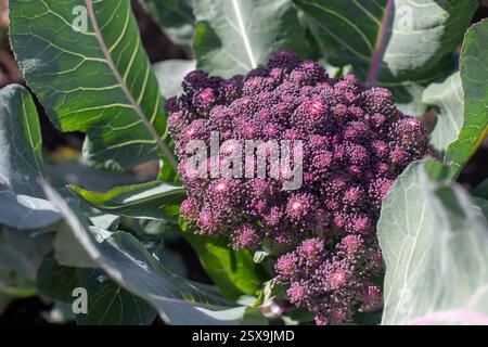 Cultivar de brocoli avec des têtes de fleurs violettes ou des fleurs en gros plan. Brassica oleracea var. plante végétale italica. Banque D'Images