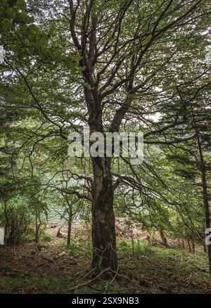 Un arbre imposant aux branches tentaculaires se dresse près d'un lac calme, entouré d'une végétation luxuriante. L'écorce texturée et le feuillage dense créent un et serein Banque D'Images