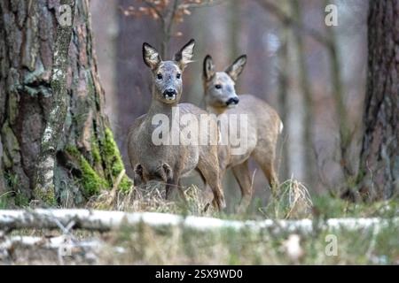Rehe vor dem Fellwechsel Rehe vor Fellwechsel Rehe im Wald, hiver Banque D'Images