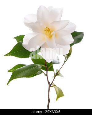 Fleur de camélia blanc isolé sur fond blanc Banque D'Images