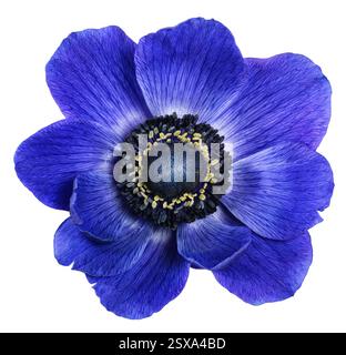 Fleur d'anémone coronaria isolée sur blanc Banque D'Images
