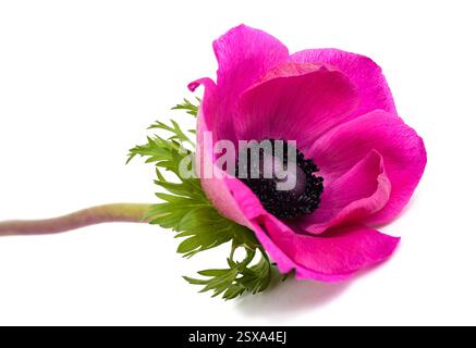 Anémone rose coronaire isolée sur blanc Banque D'Images