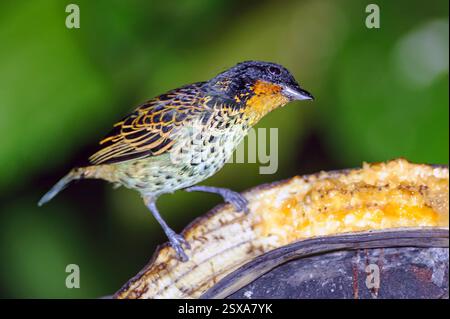 Tanager à gorge rousse (Ixothraupis rufigula) de Mindo, Équateur. Banque D'Images