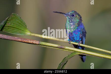 Colibri à ventre violet (Chlorestes julie) de Mindo, Équateur. Banque D'Images
