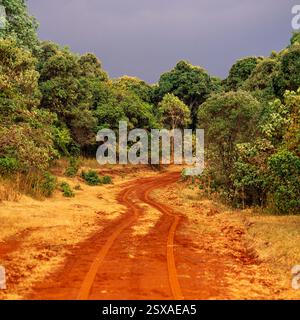 Route de gravier dans le parc national de Masai Mara, Kenya Banque D'Images