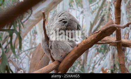 Dreaming High : Koala's Tree sieste Banque D'Images