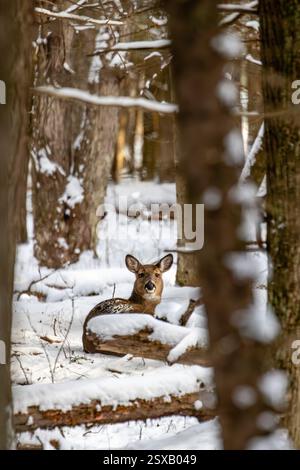 Cerf de Virginie (Odocoileus virginianus) couché dans une forêt du Wisconsin en décembre, à la verticale Banque D'Images