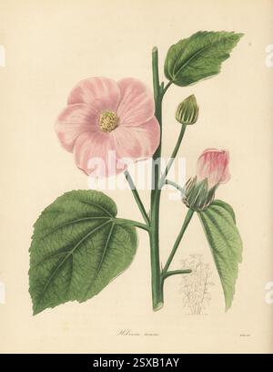 Mauve rose, mauve rose des marais, rosemirondelle cramoisie ou rosemirondelle orientale, Hibiscus moscheutos subsp. moscheutos. Hibiscus fleuri de couleur rose, Hibiscus roseus. Gravure sur cuivre colorée à la main d'après une illustration botanique de Miss R. Mills de Benjamin Maund et The Botanist du révérend John Stevens Henslow, Londres, 1836. Banque D'Images