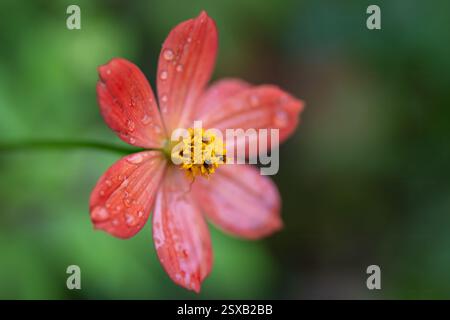 Gros plan d'une fleur de cosmos couleur saumon avec des gouttelettes d'eau sur ses pétales et un centre jaune vif. Banque D'Images