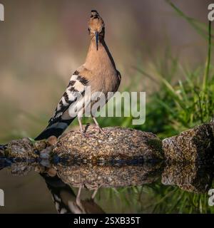 Hoopoe se promenant dans le lagon à la recherche de nourriture Banque D'Images