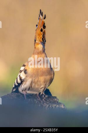 Hoopoe se promenant dans le lagon à la recherche de nourriture Banque D'Images
