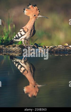 Hoopoe se promenant dans le lagon à la recherche de nourriture Banque D'Images