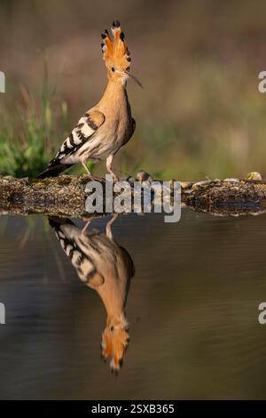 Hoopoe se promenant dans le lagon à la recherche de nourriture Banque D'Images
