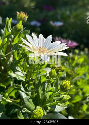 Pâquerette blanche vivace Bellis perennis en pleine floraison nichée dans un feuillage vert luxuriant sous la lumière chaude du soleil Banque D'Images