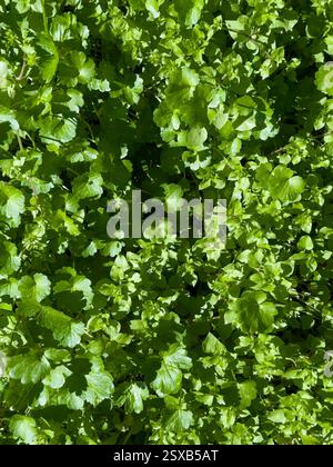 Feuilles vertes luxuriantes de larmes de bébé Soleirolia soleirolii créant un fond de feuillage naturel Banque D'Images