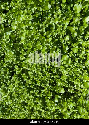 Tapis vert éclatant de larmes de bébés Soleirolia soleirolii formant un fond de feuillage naturel luxuriant Banque D'Images