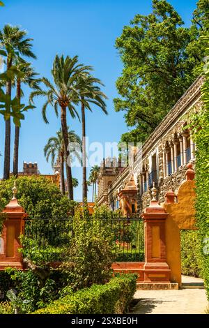 Galería de los Grutescos bordée de palmiers dans le Royal Alcázar de Séville : un joyau de la Renaissance post-mauresque du XVIe siècle du patrimoine andalou et de la splendeur royale Banque D'Images