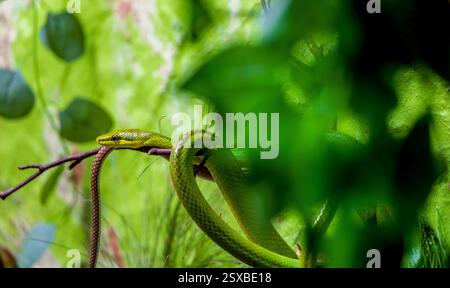 Un élégant serpent de vigne vert Ahaetulla nasuta se boucle autour d'une branche derrière des feuilles luxuriantes dans un terrarium tranquille comme il révèle un camouflage cryptique et un w Banque D'Images