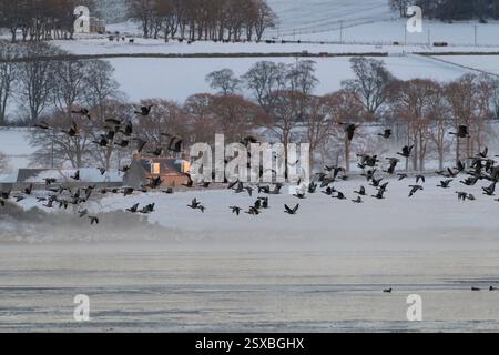 Un troupeau d'oies à pieds roses (Anser Brachyrhynchus) en vol au-dessus du Loch gelé de Skene à Daybreak un matin d'hiver brumeux Banque D'Images