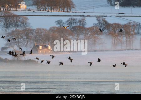 Une lignée d'oies à pieds roses (Anser Brachyrhynchus) décollant du Loch gelé de Skene au lever du soleil par un matin d'hiver brumeux Banque D'Images