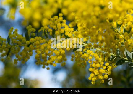 Acacia cultriformis australienne fleurs jaune vif Banque D'Images
