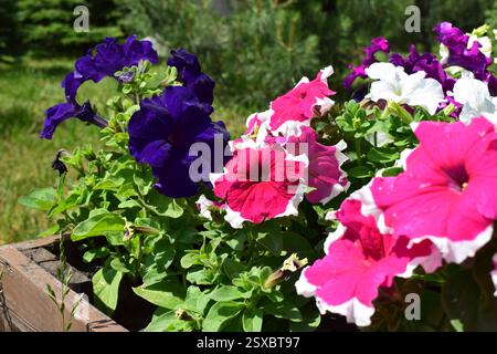 Un parterre de fleurs rempli de différentes couleurs de pétunias. Les fleurs sont en pleine floraison, affichant des nuances de blanc, rouge, rose, violet, lilas. La verdure Banque D'Images
